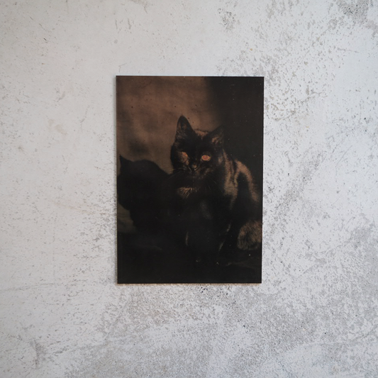 The Black Cat