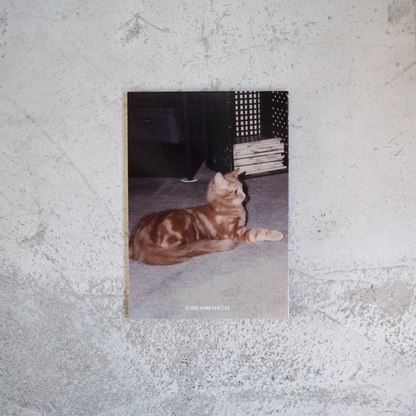 Catlovers