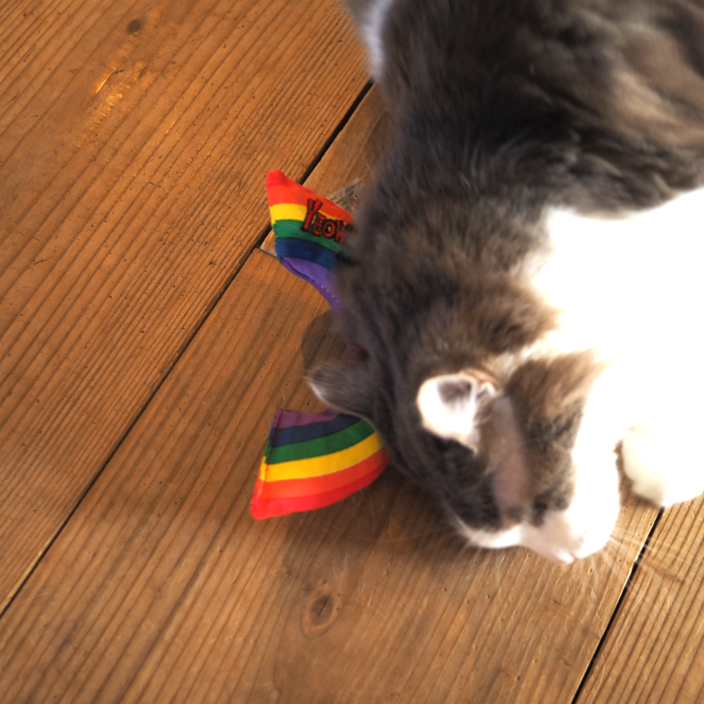 Rainbow